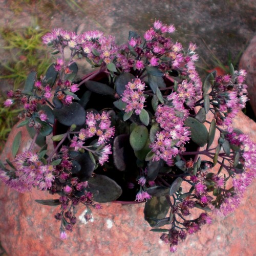 Sedum 'Bertram Anderson' - Kukehari 'Bertram Anderson' 